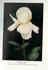 Alice Lemon rose photo