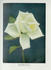 Mabel Drew rose photo