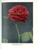 Geoffrey Henslow rose photo
