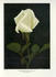 Natalie Böttner rose photo