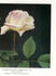 Comtesse Maggi Starzynska rose photo