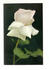 Ellen Wilmot rose photo