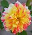 Earthquake, Cl. rose photo