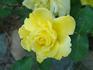 Golden Charm rose photo