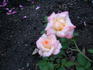 Absolutely ™ rose photo