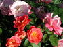 Fanfare rose photo