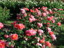Fanfare rose photo