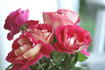 Prairie Sunset rose photo