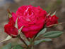 Aristocrat ™ rose photo