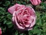 Hoochie Koochie rose photo