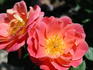 Fanfare rose photo