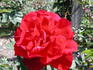Hortulanus Budded rose photo