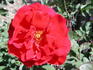 Hortulanus Budded rose photo