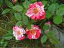 Tickles rose photo