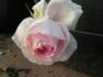 Ohio Belle rose photo