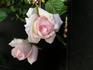 Ohio Belle rose photo