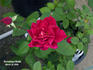 Hortulanus Budde rose photo