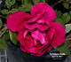 Hortulanus Budde rose photo
