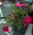 Hortulanus Budde rose photo
