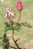Patrick Anderson rose photo