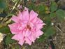 Patrick Anderson rose photo