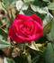 Aristocrat ™ rose photo