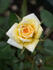 Center Gold ™ rose photo