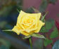 King's Mountain rose photo
