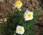Center Gold ™ rose photo