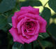 Odessa rose photo