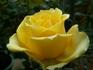 Flair rose photo