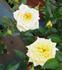 Sunnydew rose photo