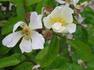 Buttercup rose photo