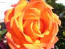 Corso ® rose photo