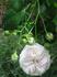 Iceland Queen rose photo