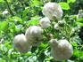 Iceland Queen rose photo