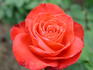 Cajun Spice rose photo