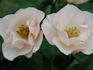 Long Tall Sally rose photo