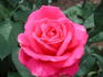 Cynthia rose photo