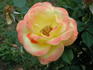 Fragrant Keepsake ™ rose photo