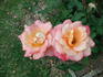 Good Golly rose photo
