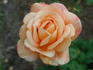 Good Golly rose photo
