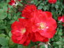 Red Simplicity ® rose photo