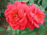 Texan rose photo
