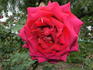 My Love rose photo