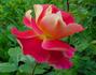 Prairie Sunset rose photo