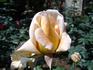 Amanecer rose photo
