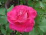 Bon-Bon rose photo