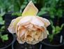 Feu Joseph Looymans rose photo