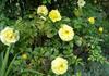 Yellow Blaze rose photo